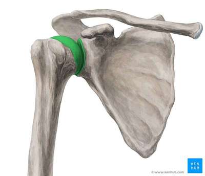 shoulder joint pain