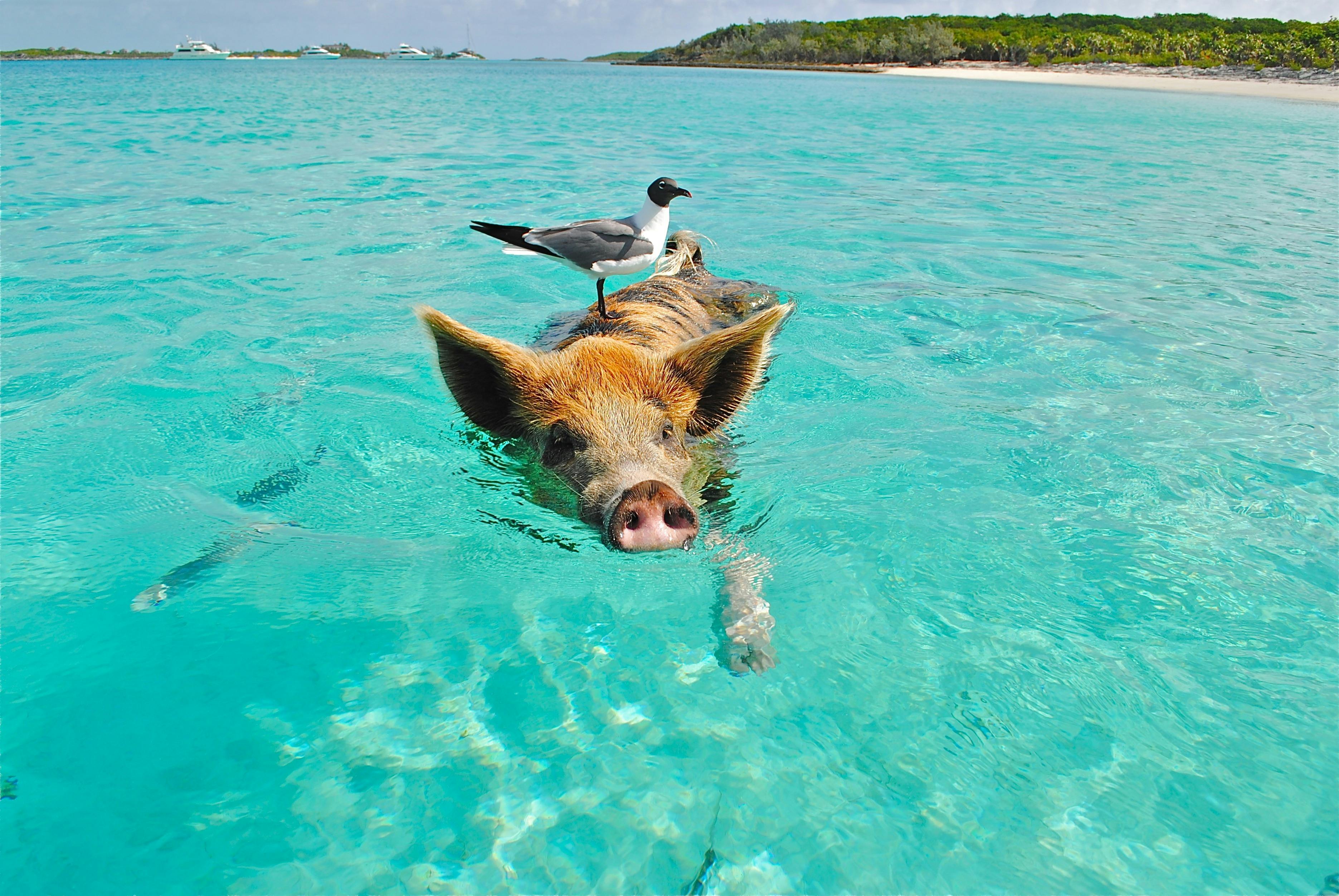 Swimming pig and sea gull