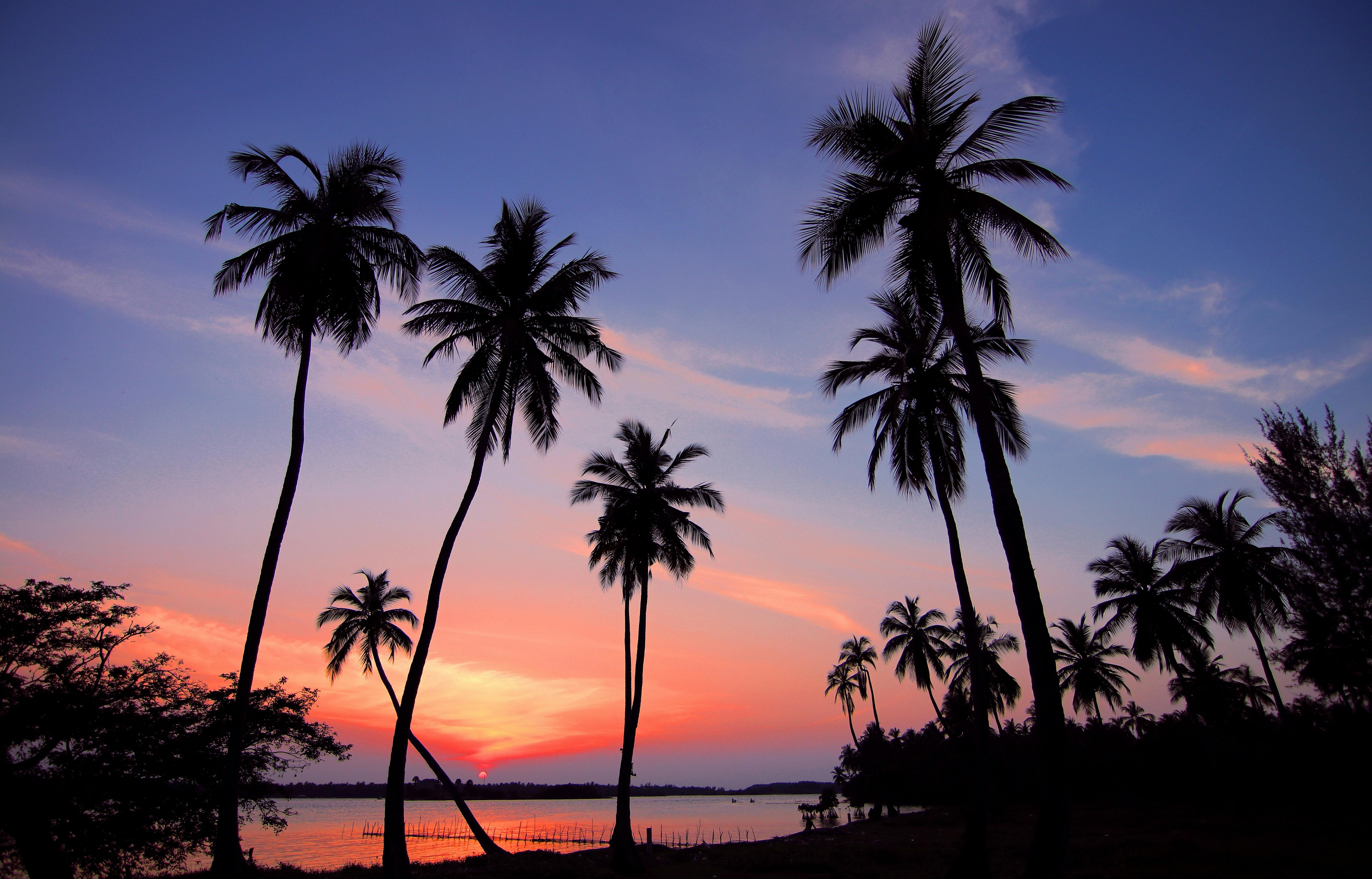 Palm trees at sunset